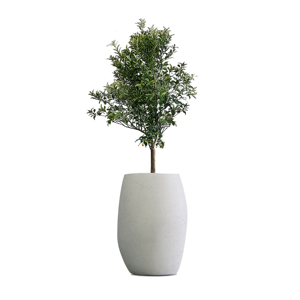 Pebble Tall