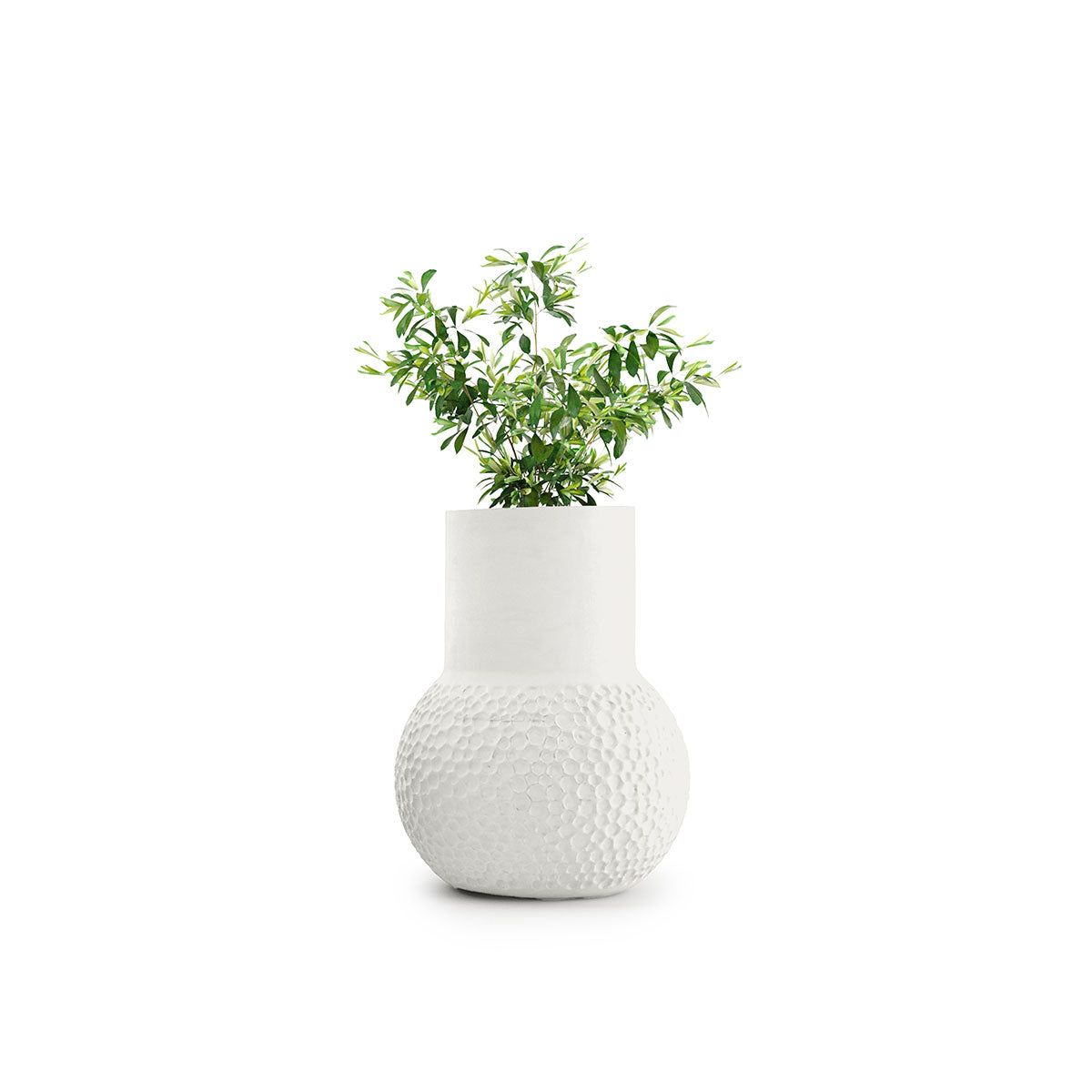 Stellar Tall
