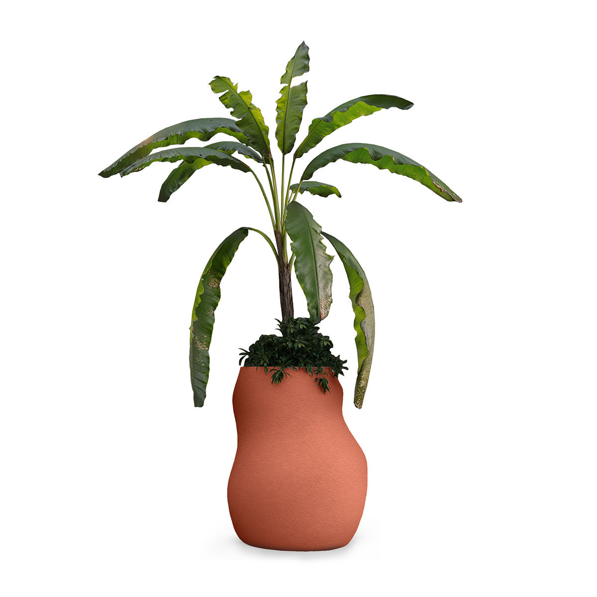 Pebble Mama